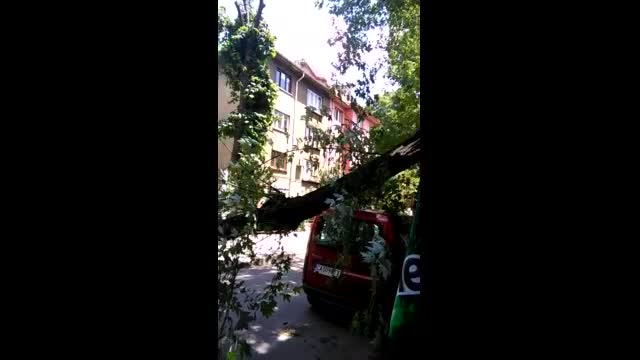 Паднало дърво на ул. "Герлово", гр София