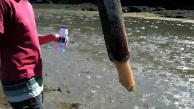 Какво е това странно животно ?