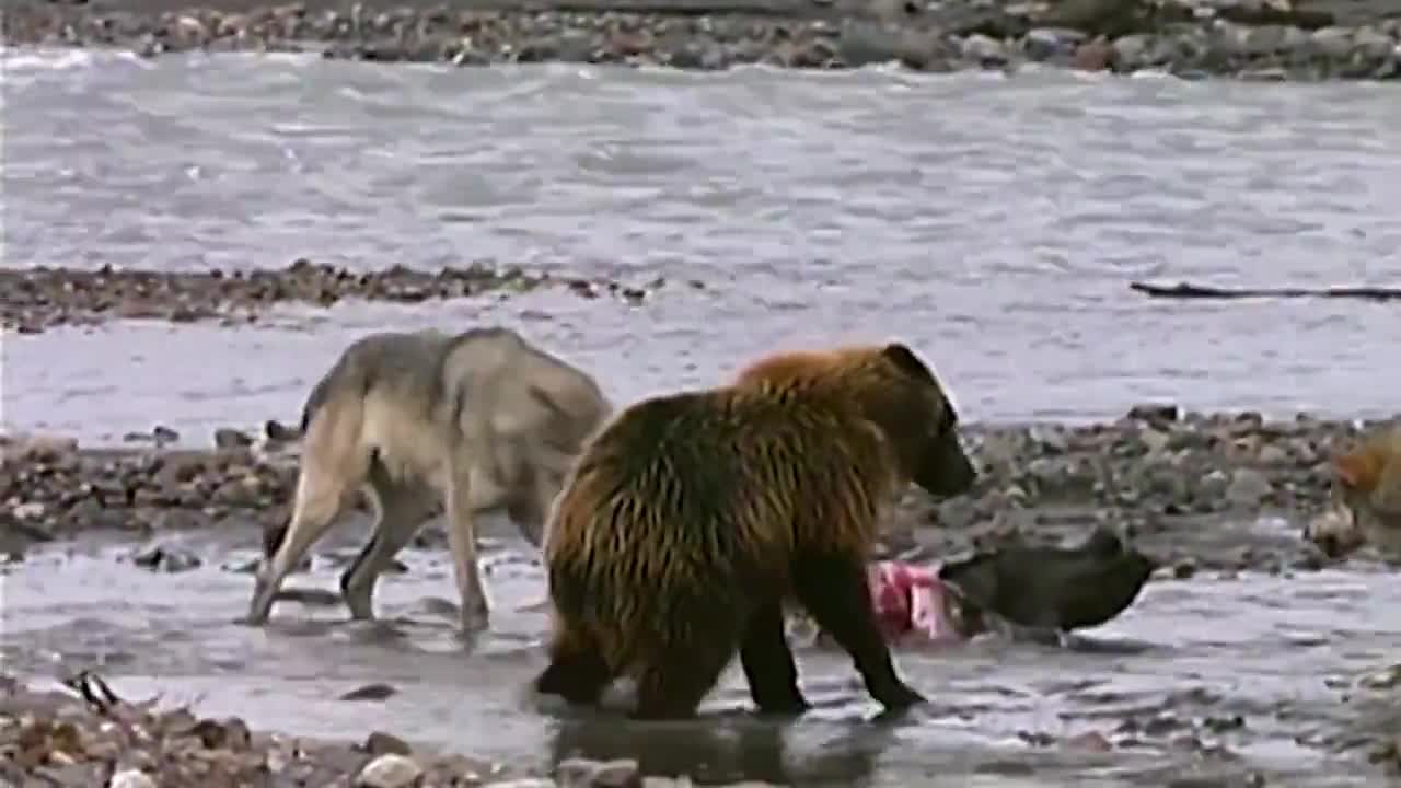 Мечка гризли срещу 4 гладни вълка