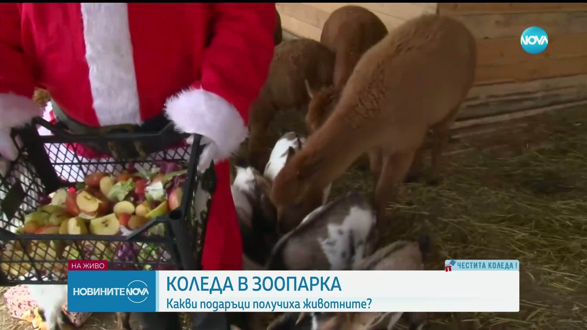 Обитателите на бургаския зоопарк получават коледни подаръци