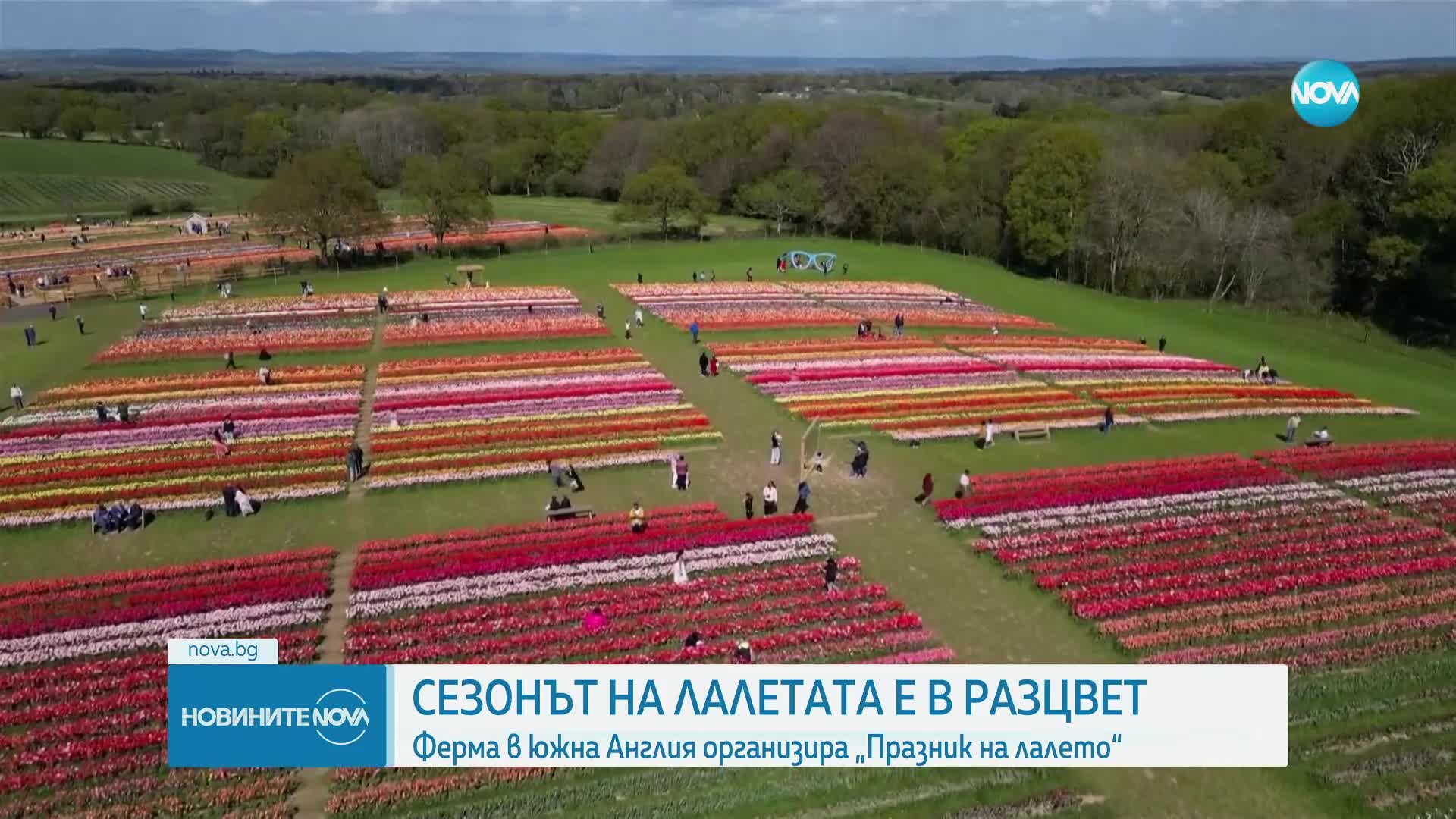 Килим от лалета: Ферма във Великобритания засади над 1,5 млн. цветя
