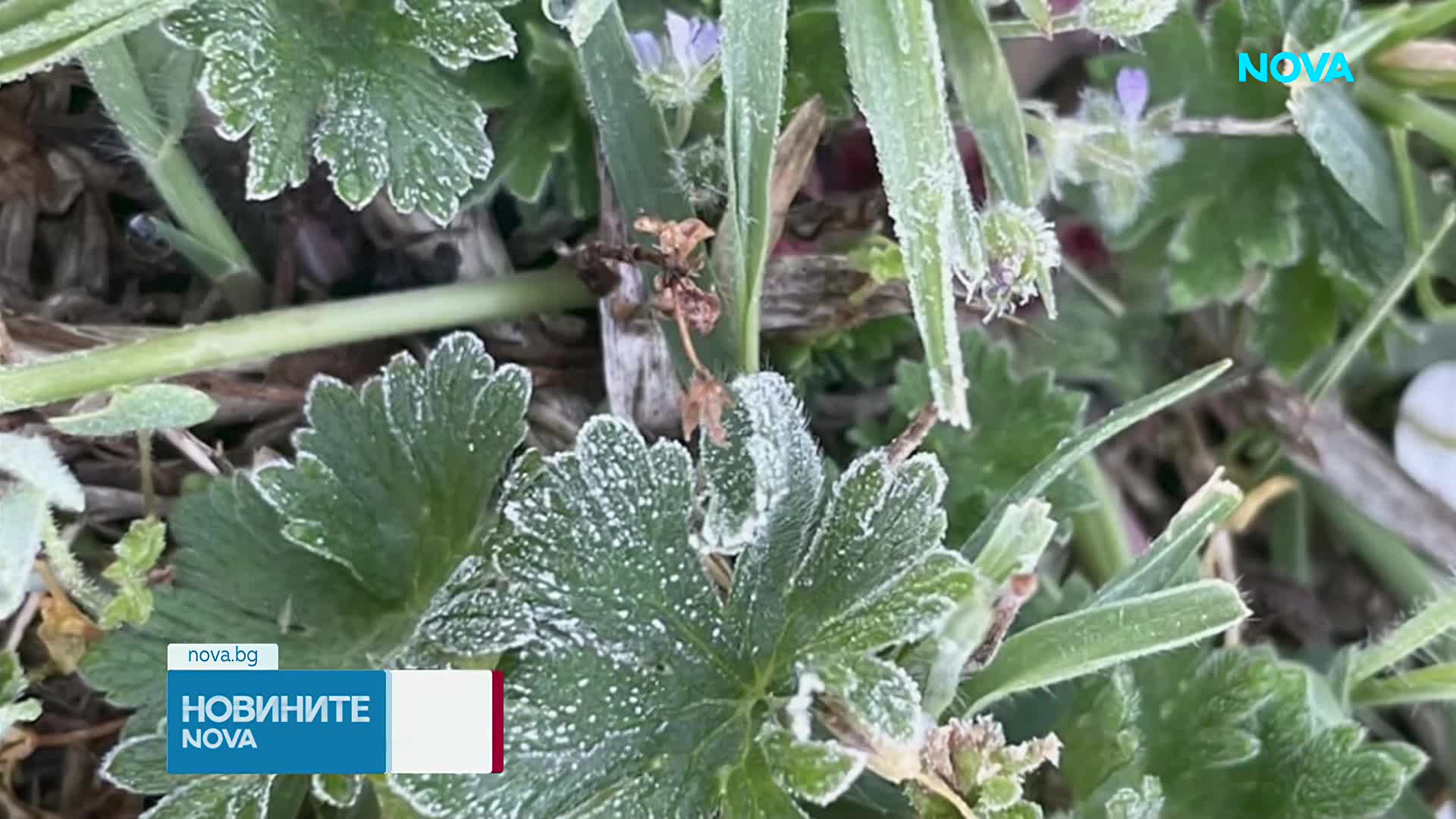 Жълт код за слана в 24 области у нас