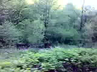 Роко и марта гонат лисица.mp4