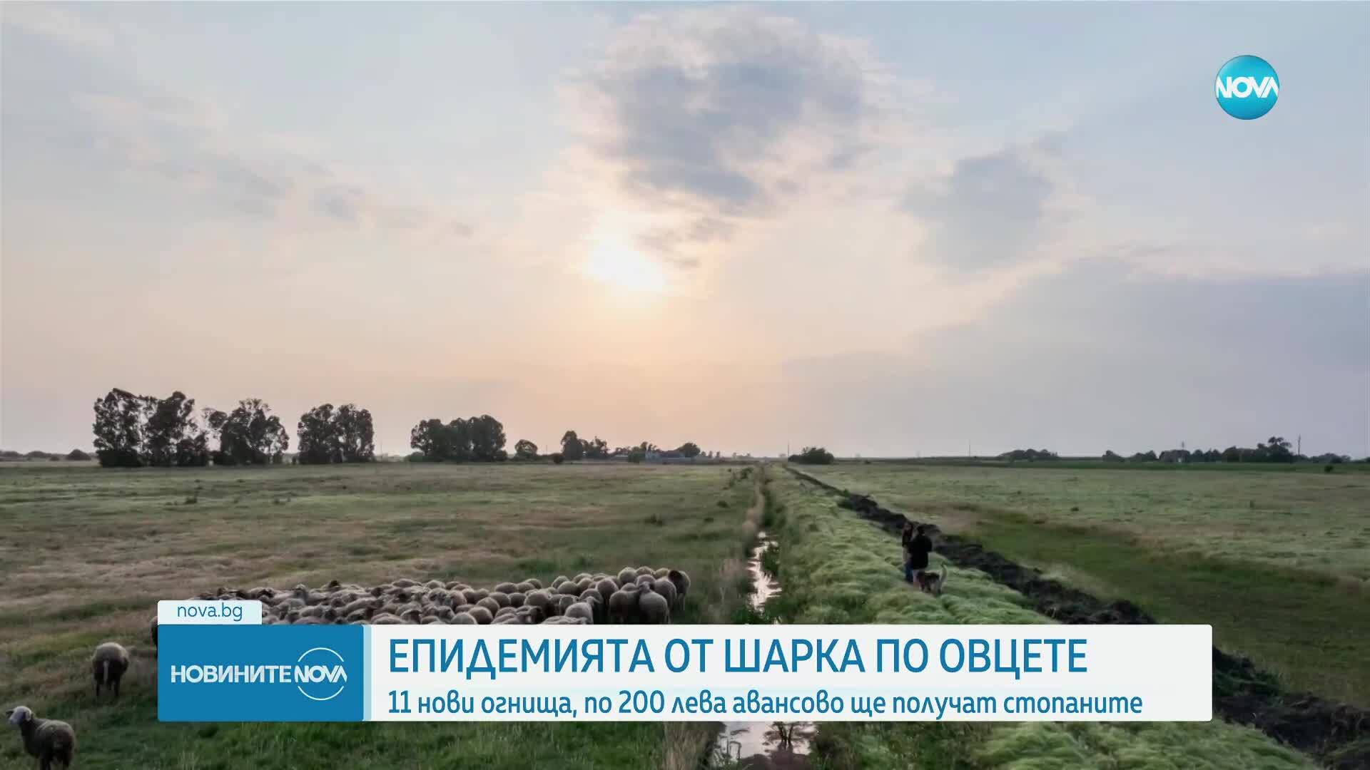 Епидемията от Шарка по дребните животни продължава да се разпространява