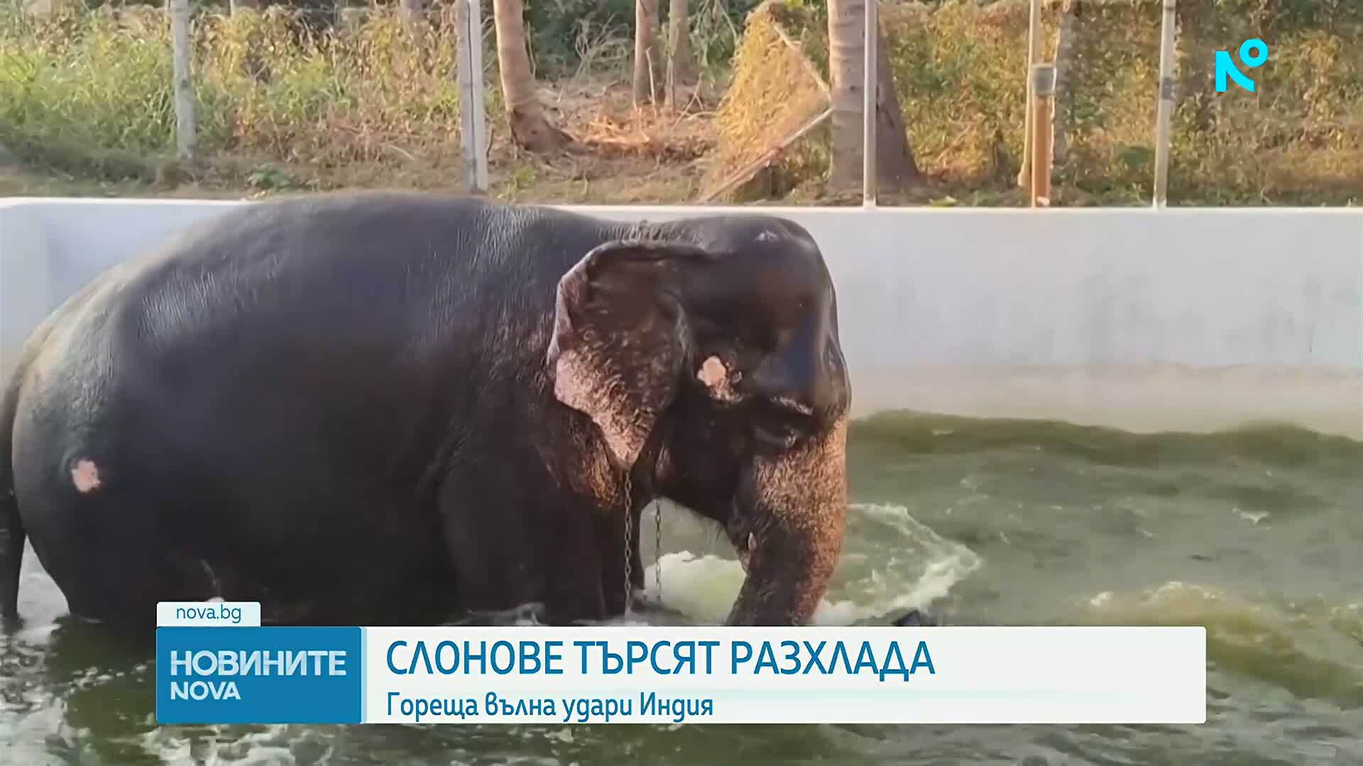 Слонове в Индия получиха разхлаждащи бани и специално лятно меню