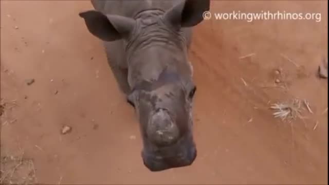 Бебе носорог се мисли за куче