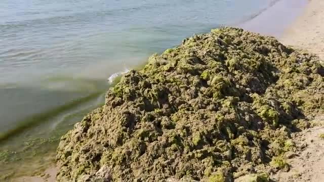 Водорасли нападнаха Приморско