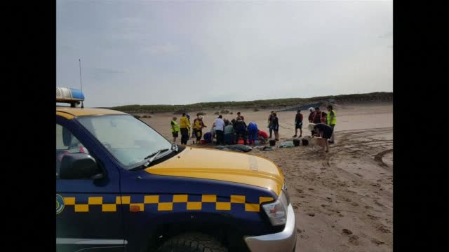 Спасиха делфин, затънал на плаж в Уелс