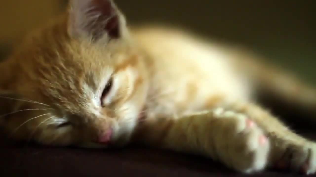 Животът на котето