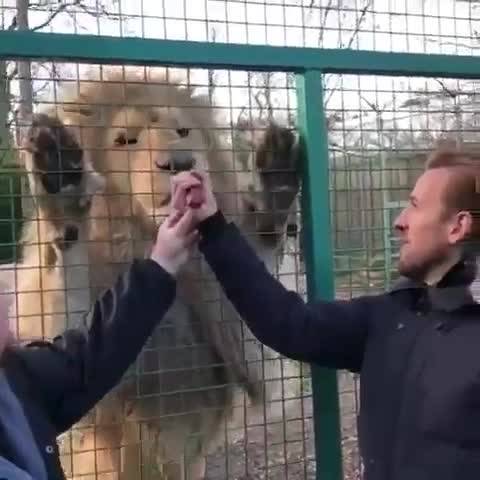 Хари Кейн нахрани лъв