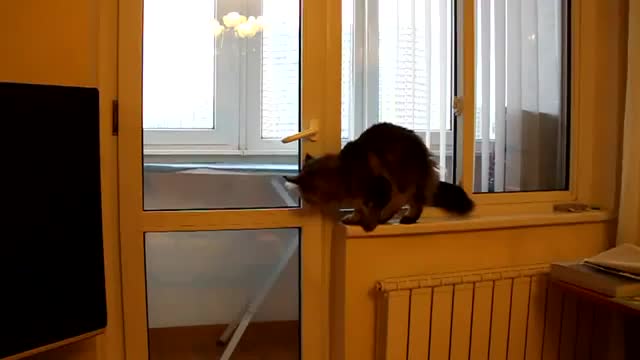 Коте отваря врата с лапички:)