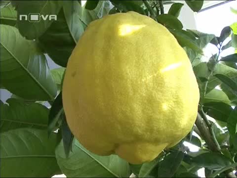 Лимон - Гигант в Ямболско село 