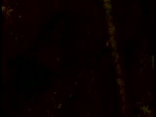 Най-малките маймуни на света са под заплаха