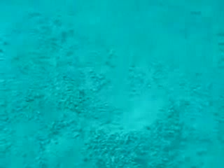Невероятно морско създание 