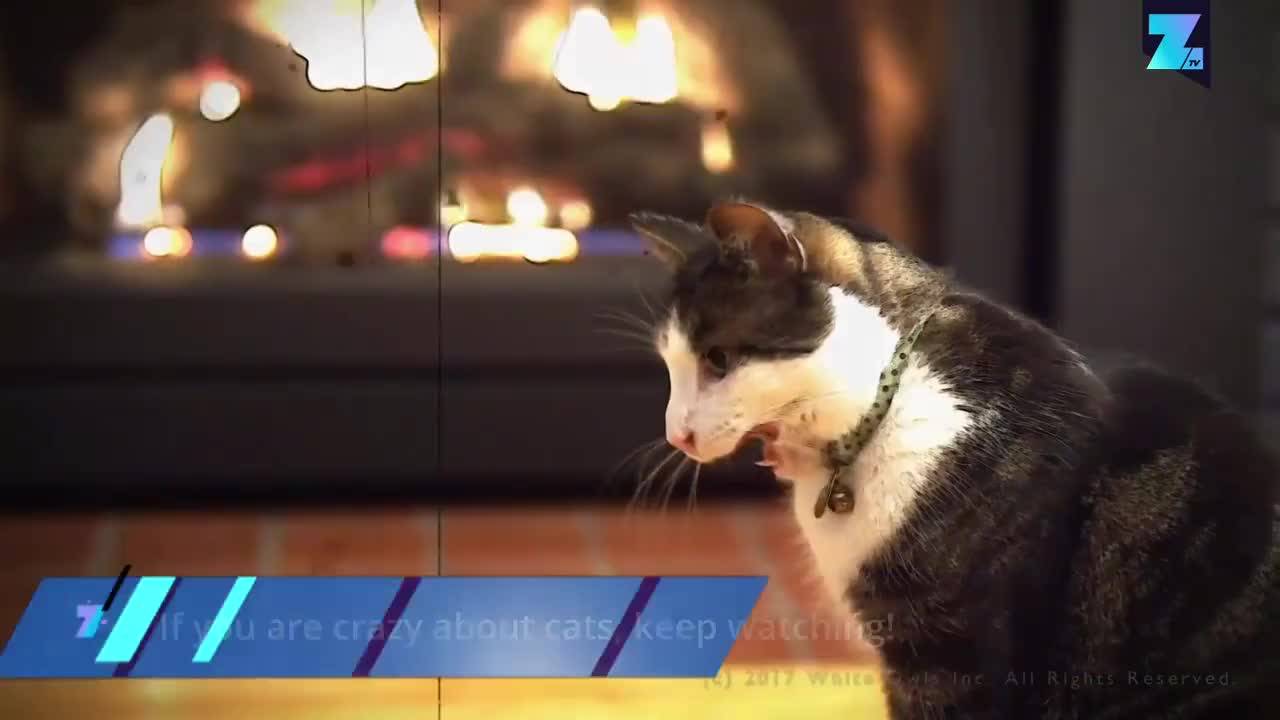 Играта за луди фенове на котките
