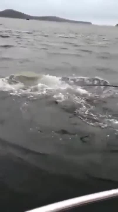 Групер остави без тлъст улов рибар !