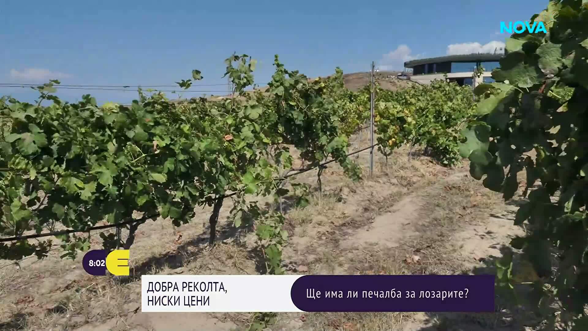 Трудна година за лозарите: Ниски изкупни цени и растящи разходи