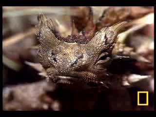 Thorny Devil