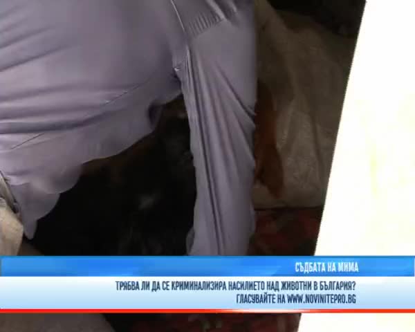 Съдбата на осакатеното куче Мима