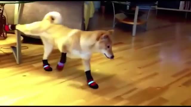 Кученца обути за първи път.