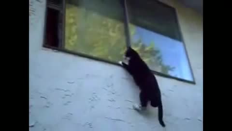 Паркур котки 