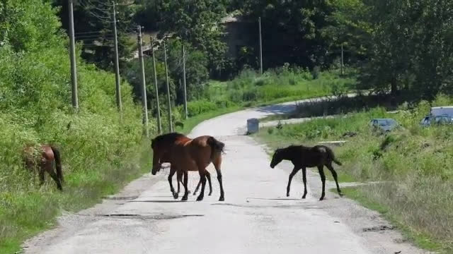 Кръшни пешеходци в с.Кръшно!
