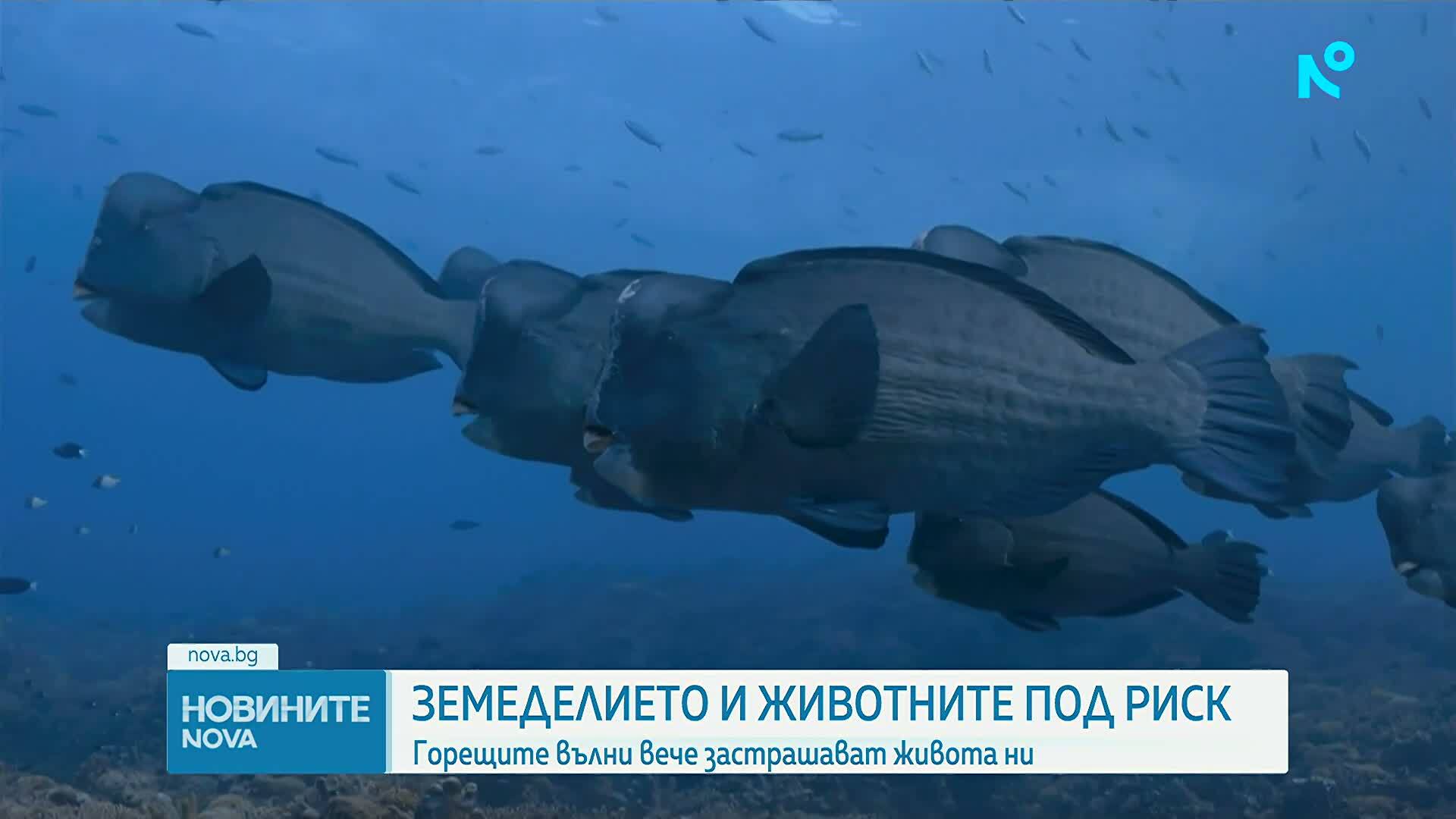 Екстремните горещини застрашават над един милиард души по света