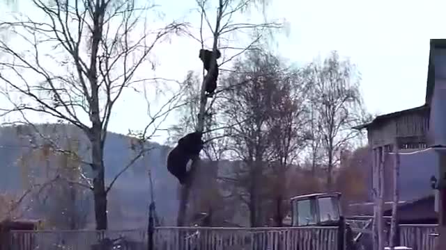 Руснак срещу мечка