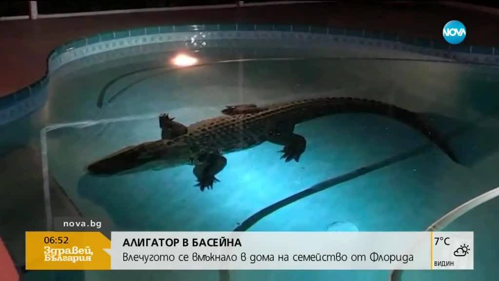 АЛИГАТОР В БАСЕЙНА: Неочакван гост посети къща във Флорида