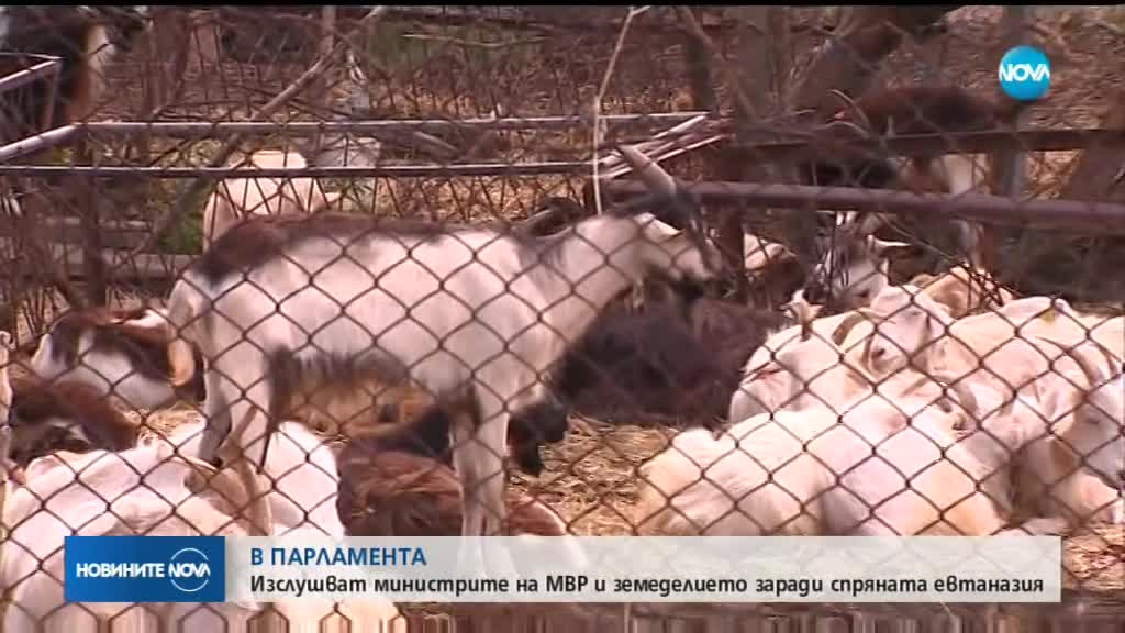 В ПАРЛАМЕНТА: Изслушват министрите на МВР и земеделието заради спряната евтаназия