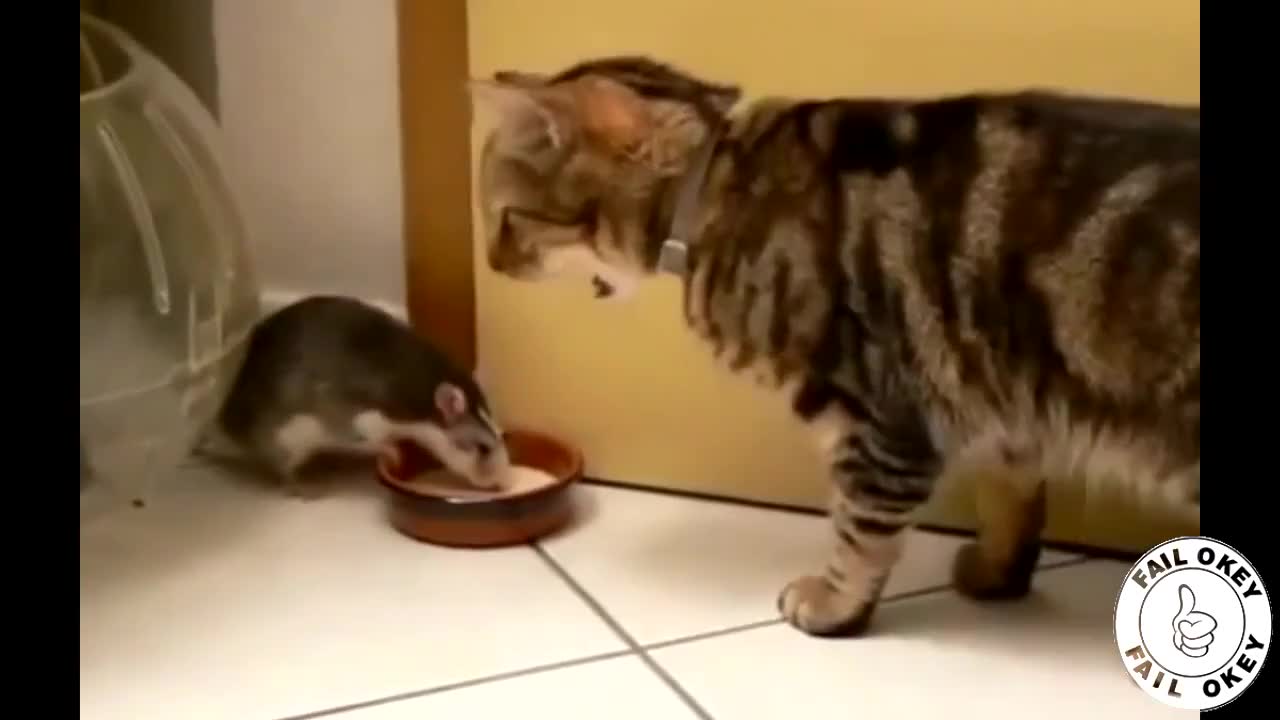 Компилация Смешни Котки