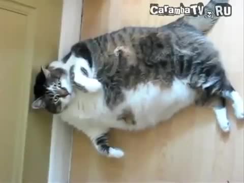 Нереално дебела котка