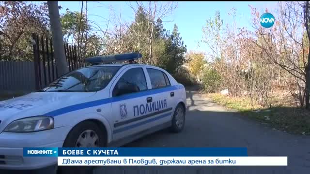 Разкриха арена за кучешки боеве, спасени са над 30 животни