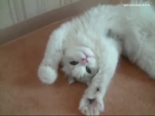Котешка Гимнастика