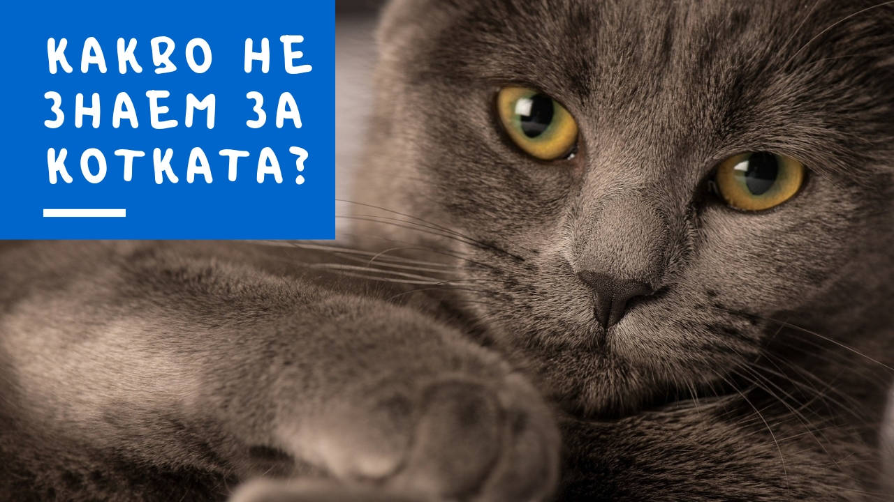 Какво не знаем за котката?