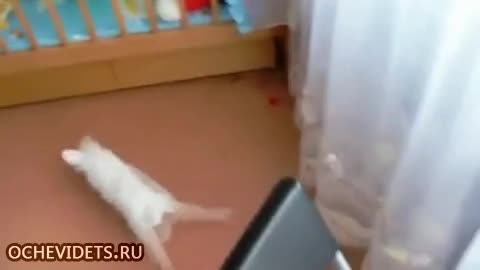 Заека получи нервен срив!