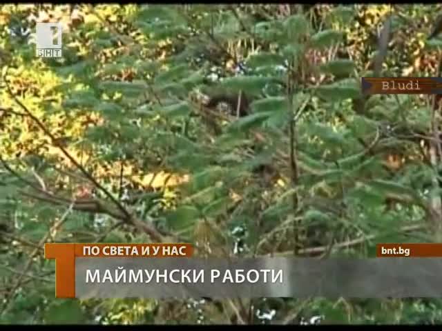 Огромна напаст от крадящи маймуни, които безчинстват по домовете