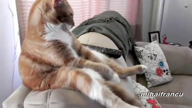 Котки се държат като хора - Компилация
