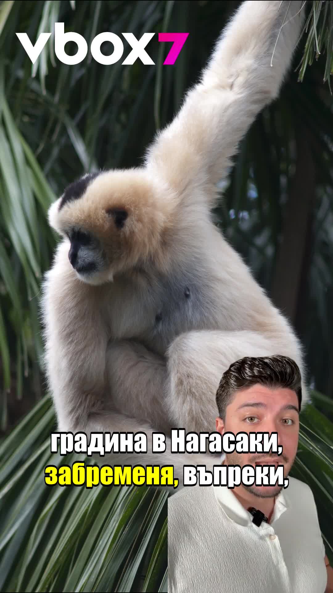 Как маймуна забременя сама? 😲🧐