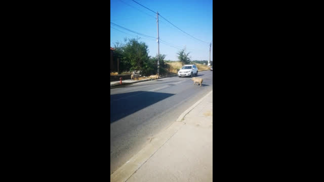 Свободни прасета