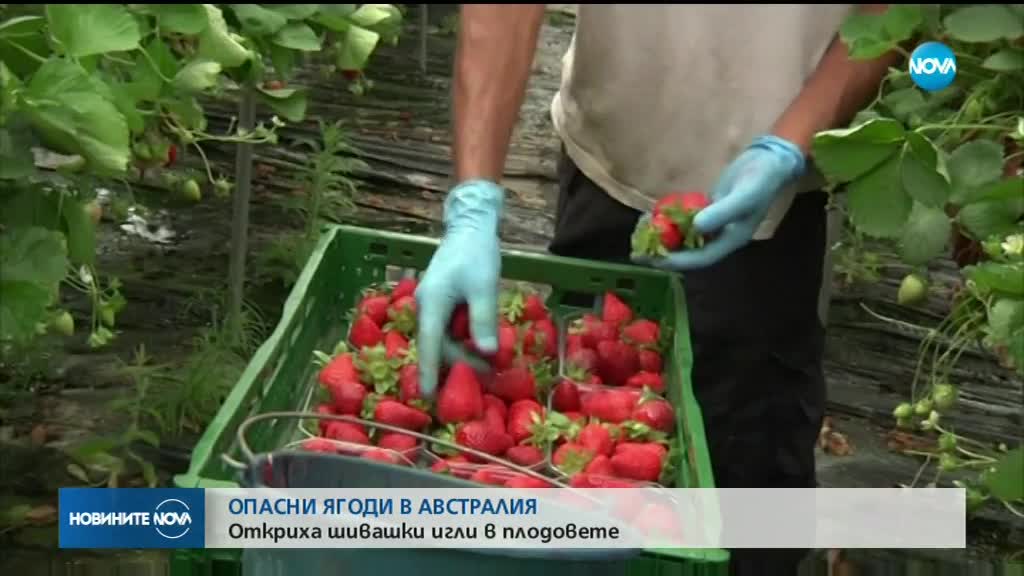 ИГЛИ В ЯГОДИТЕ: Австралия настръхна от подобни случаи