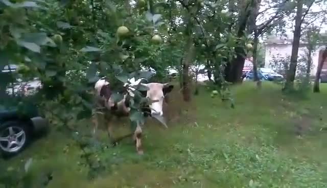 Крави зад общината в "Младост" 3