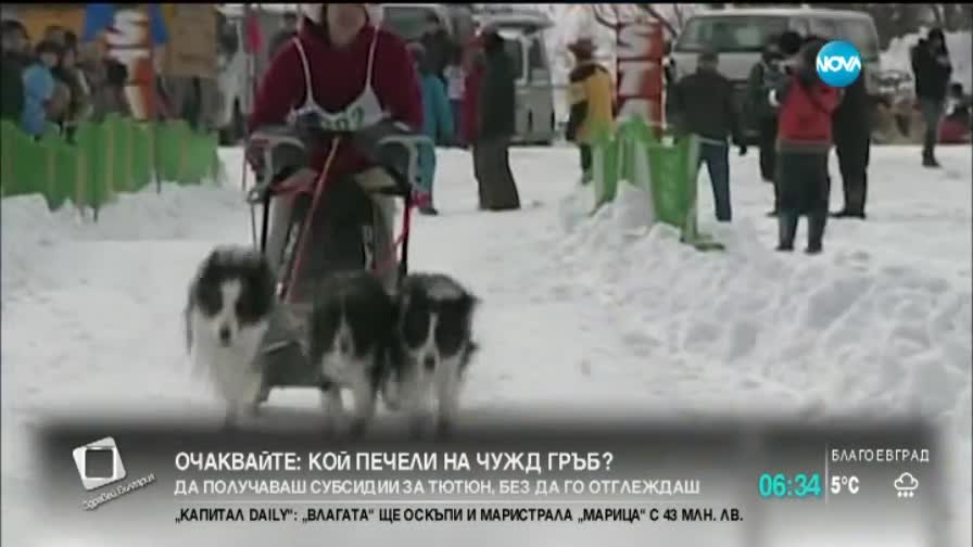 Състезание с кучешки впрягове в Хокайдо