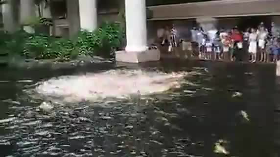 Хранене на пасаж от риби в паркът Koi 