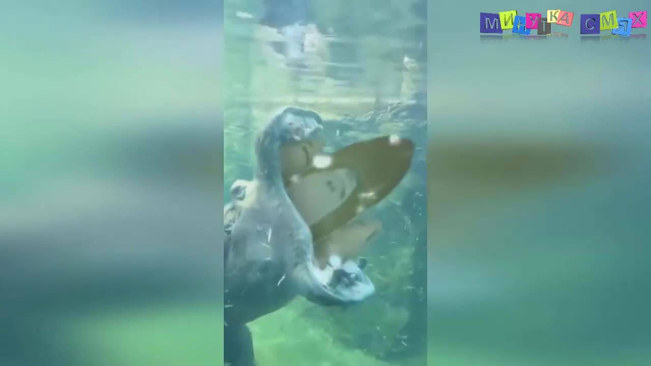 Много смешна компилация - Минутка смях