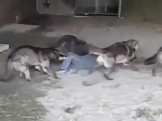 Вижте как хранят вълците в този зоопарк!