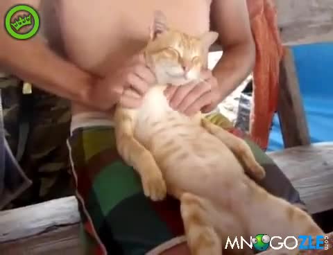 Коте на масаж