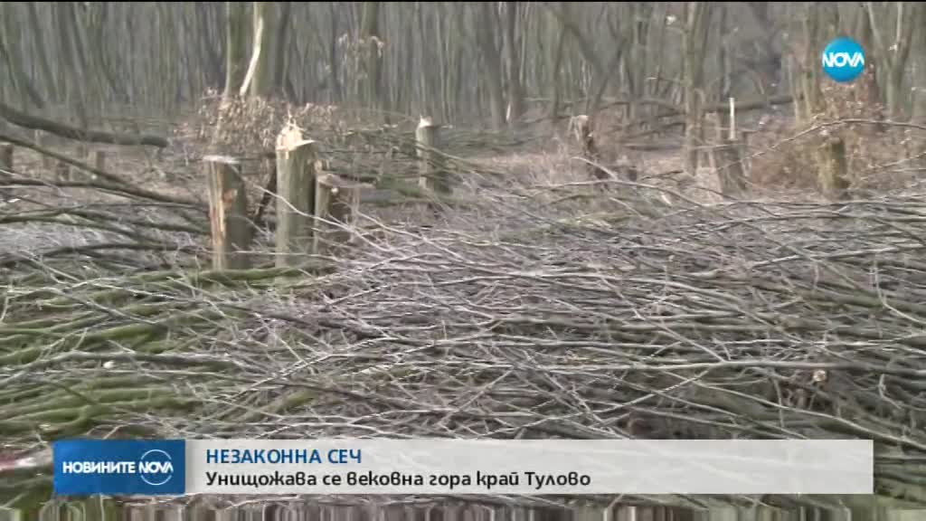 НЕЗАКОННА СЕЧ: Унищожава се вековна гора край Тулово