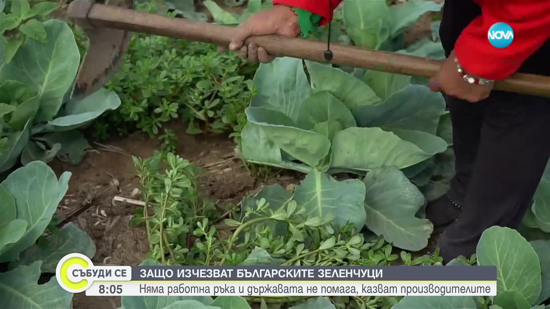 Проблемите в производството на зеленчуци: Ще изчезне ли българското зеле