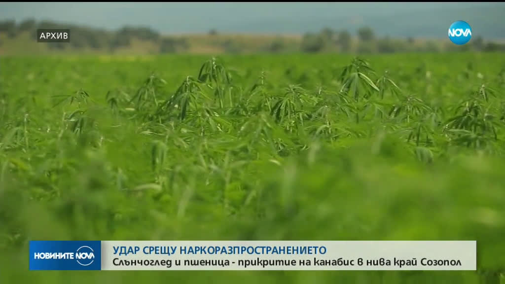 СПЕЦАКЦИЯ: Откриха наркоферма в Созопол, има задържани